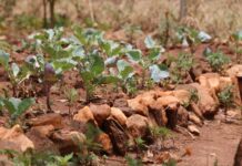 Uganda facing food crisis