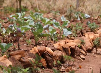 Uganda facing food crisis