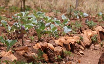 Uganda facing food crisis