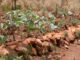 Uganda facing food crisis