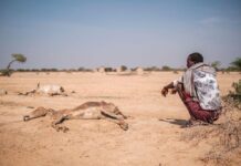 Devastating drought threatens the Horn of Africa