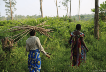 Une nouvelle incursion des hommes armés signalée dans le territoire de Shabunda – SUD KIVU