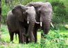 Un éléphant a fait irruption dans un endroit de fabrication de LOTOKO