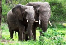 Un éléphant a fait irruption dans un endroit de fabrication de LOTOKO