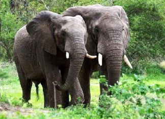 Un éléphant a fait irruption dans un endroit de fabrication de LOTOKO