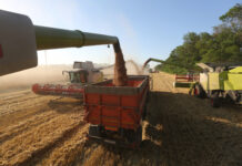 “At Douala Port, Cameroon: Russian Wheat Shipment Unloaded for Central African Republic”