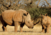 “Breakthrough IVF Pregnancy in Rhinos Offers Hope for Endangered Species”
