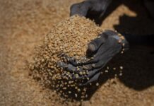 “Nearly 400 Ethiopians Die of Starvation in Tigray and Amhara Regions”