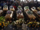 “Sentencing for South African Bar Owners in Teenage Deaths Case”