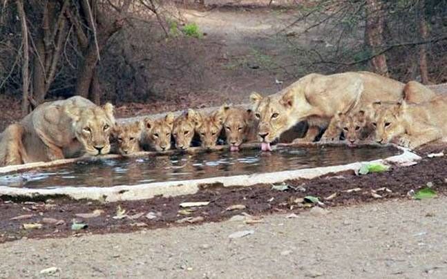 “Lion Fatally Mauls Zookeeper at Nigeria’s Obafemi Awolowo University”
