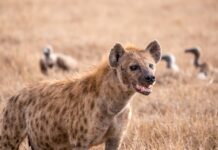 “Hyena Shocks Kenyan Businessman by Sneaking into His Nakuru Shop”