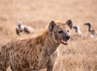 “Hyena Shocks Kenyan Businessman by Sneaking into His Nakuru Shop”