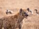 “Hyena Shocks Kenyan Businessman by Sneaking into His Nakuru Shop”