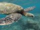“Tragedy on Pemba Island: 9 Dead and 78 Hospitalized After Consuming Sea Turtle Meat in Zanzibar”