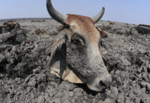 BOTSWANA: ALERTE ⚠️ UNE SITUATION À PRENDRE AU SERIEUX – FRANCHEMENT