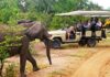 “Tragic Incident: Elderly US Woman Fatally Injured by Elephant During Zambia Safari Drive”