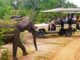 “Tragic Incident: Elderly US Woman Fatally Injured by Elephant During Zambia Safari Drive”