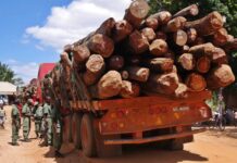 Timber Smuggling Funds Insurgency and Criminal Networks in Mozambique