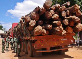 Timber Smuggling Funds Insurgency and Criminal Networks in Mozambique
