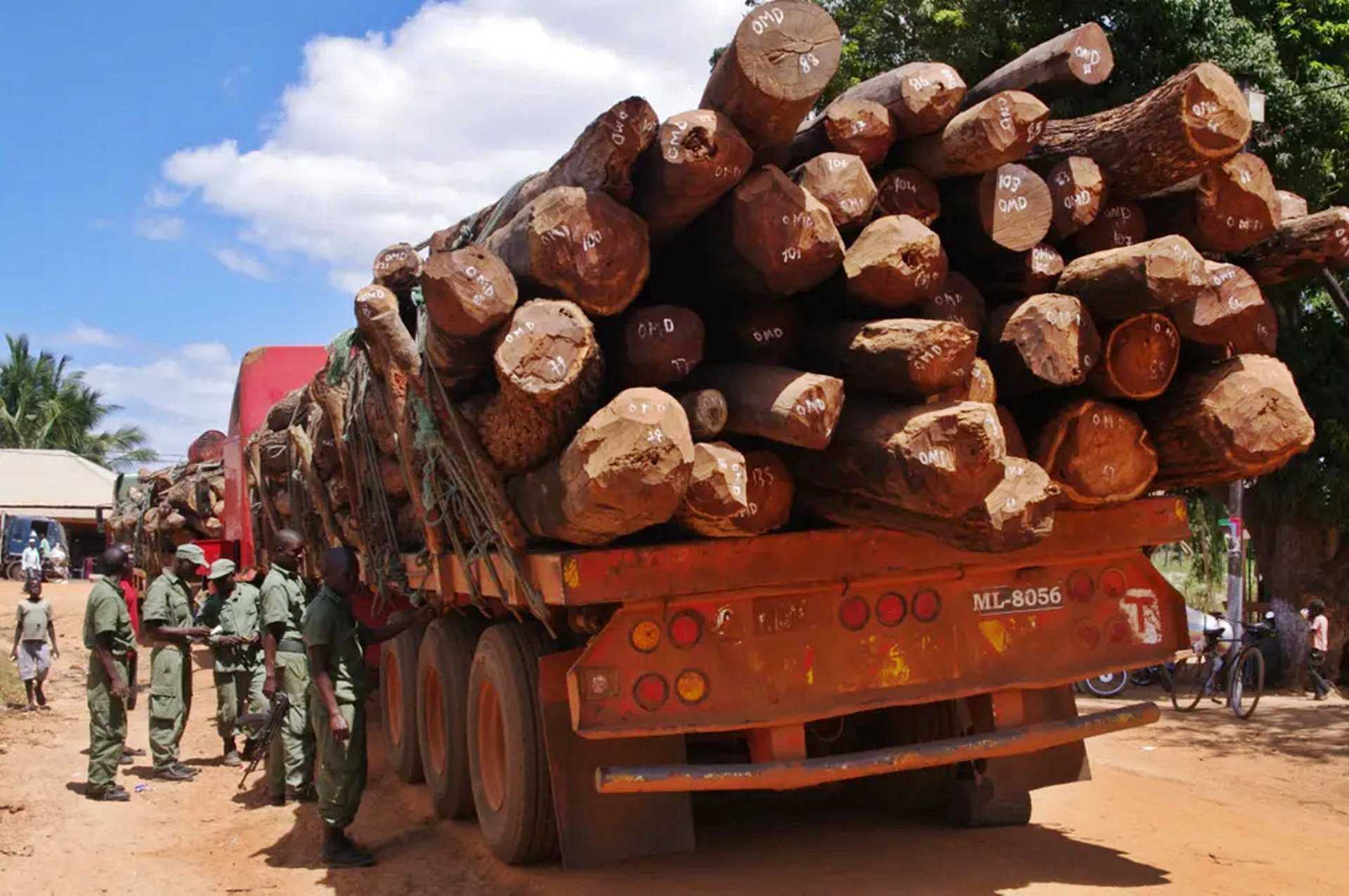 Timber Smuggling Funds Insurgency and Criminal Networks in Mozambique