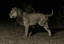 Three-Legged Lion Sets Record with River Swim in Uganda