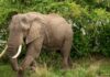 Spanish Tourist Trampled to Death by Elephants at South African Wildlife Reserve
