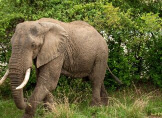 Spanish Tourist Trampled to Death by Elephants at South African Wildlife Reserve