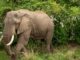 Spanish Tourist Trampled to Death by Elephants at South African Wildlife Reserve