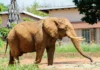 “South Africa’s Last Zoo Elephant Freed After Four Decades in Captivity”