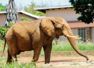“South Africa’s Last Zoo Elephant Freed After Four Decades in Captivity”