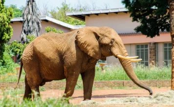 “South Africa’s Last Zoo Elephant Freed After Four Decades in Captivity”