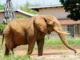 “South Africa’s Last Zoo Elephant Freed After Four Decades in Captivity”
