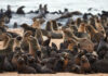 “Scientists Identify First Rabies Outbreak Among Seals in South Africa”