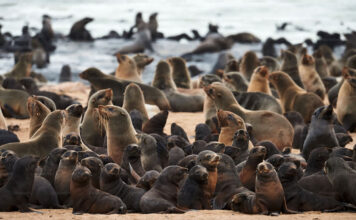 “Scientists Identify First Rabies Outbreak Among Seals in South Africa”