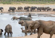 “Zimbabwe to Cull Dozens of Elephants Amid Drought-Induced Food Shortages”