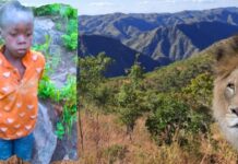 Boy Survives Five Days Among Lions and Elephants in Zimbabwe Game Park