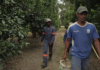 South African Citrus Sector Braces for Job Losses as US Tariffs Loom