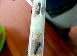 Kenyan Authorities Foil Attempt to Smuggle Thousands of Rare Ants