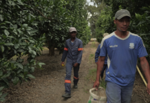 South African Citrus Sector Braces for Job Losses as US Tariffs Loom