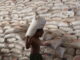 Millions in Ethiopia at Risk as Food Aid Cuts Loom, Warns WFP