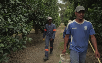 South African Citrus Sector Braces for Job Losses as US Tariffs Loom