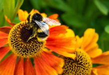 Climate Change Is Stressing Out Bees — And That’s Bad News for Our Food Supply