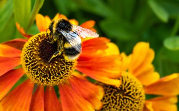 Climate Change Is Stressing Out Bees — And That’s Bad News for Our Food Supply