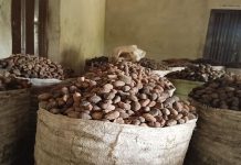 Nigeria Bans Raw Shea Nut Exports to Boost Local Processing