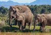 South African reserve offers up-close encounters with elephants