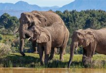 South African reserve offers up-close encounters with elephants