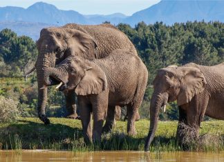 South African reserve offers up-close encounters with elephants