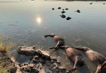 Over 80 buffaloes die in mass stampede along Namibia-Botswana border
