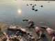 Over 80 buffaloes die in mass stampede along Namibia-Botswana border