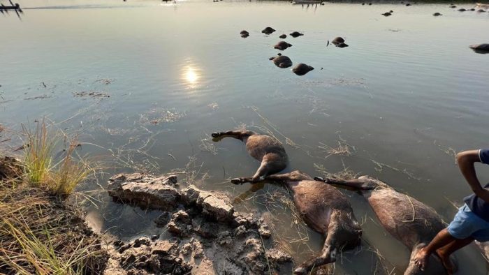 Over 80 buffaloes die in mass stampede along Namibia-Botswana border